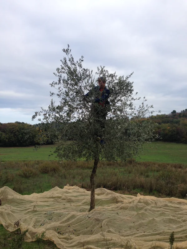 Philip is almost too big for this tree