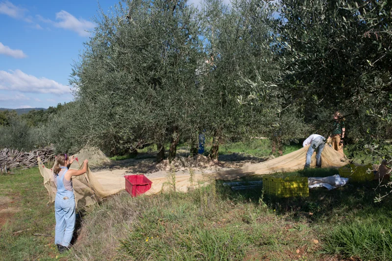 setting up the nets