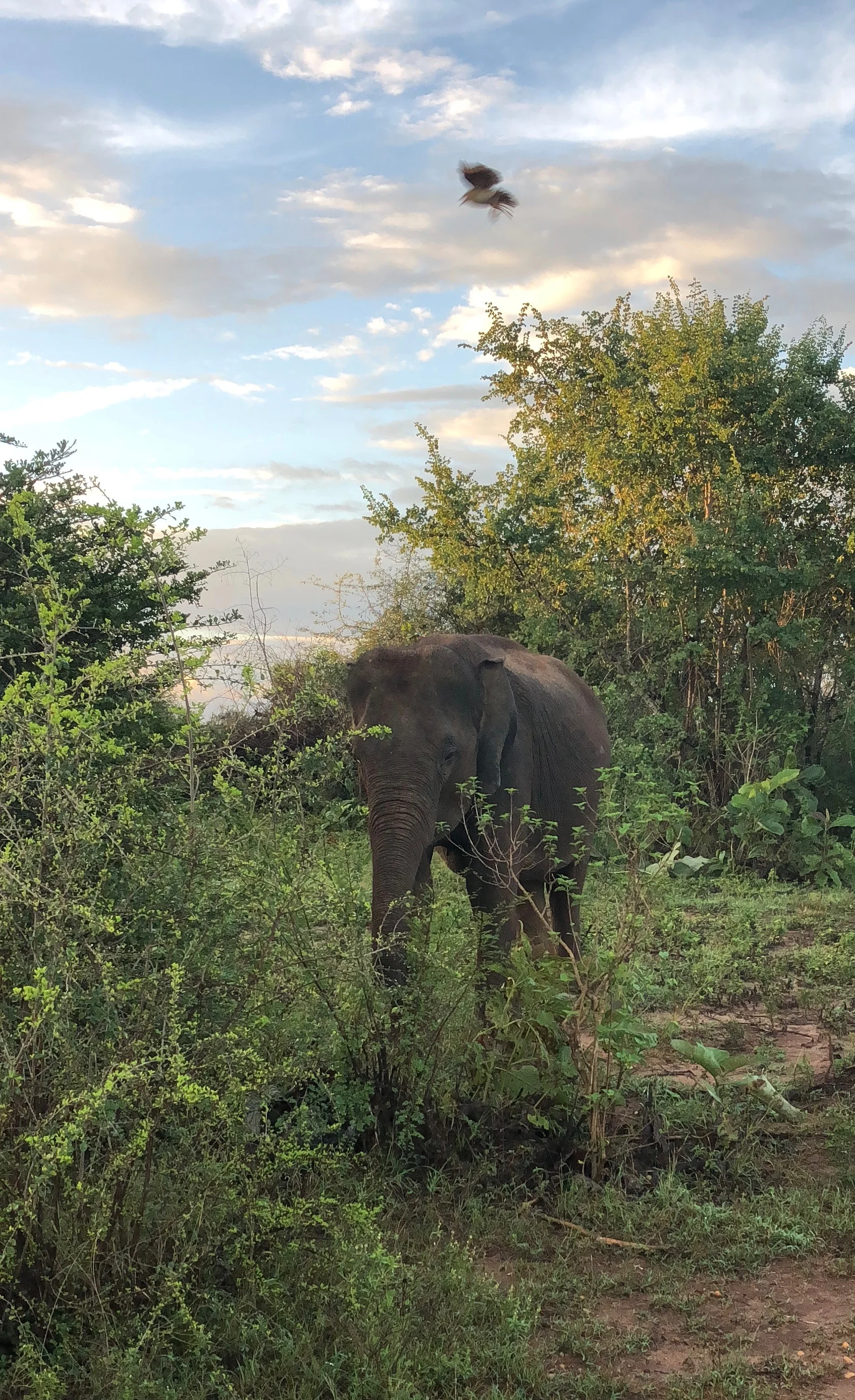 In the bush......