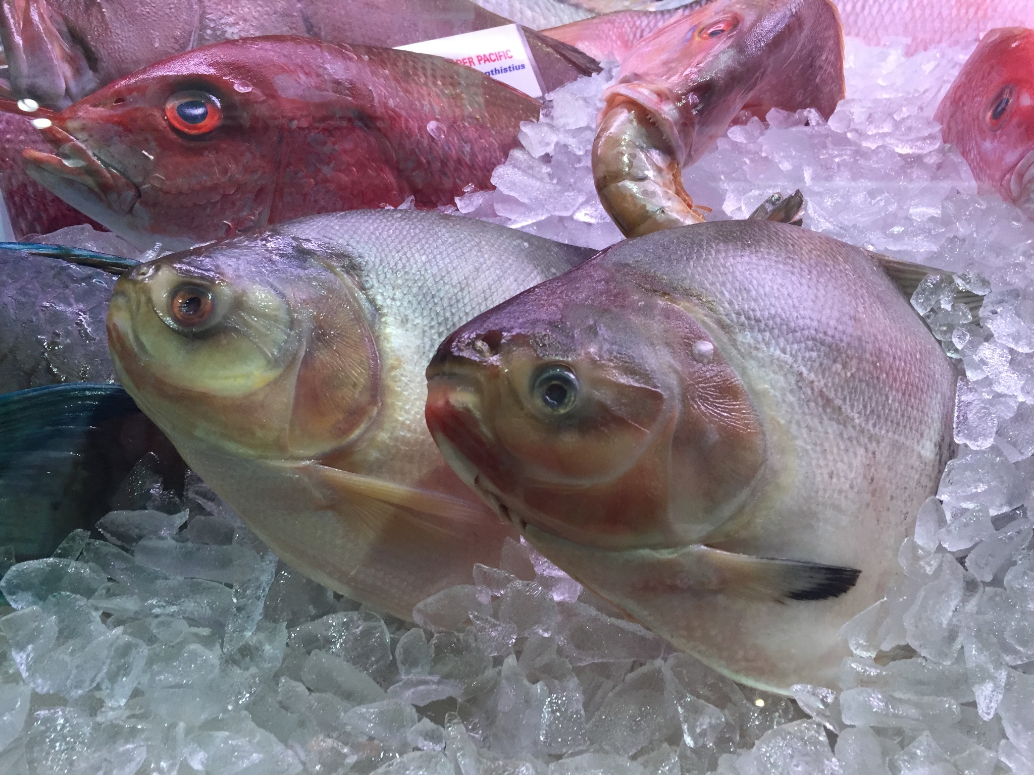 2015 Boston Seafood Show