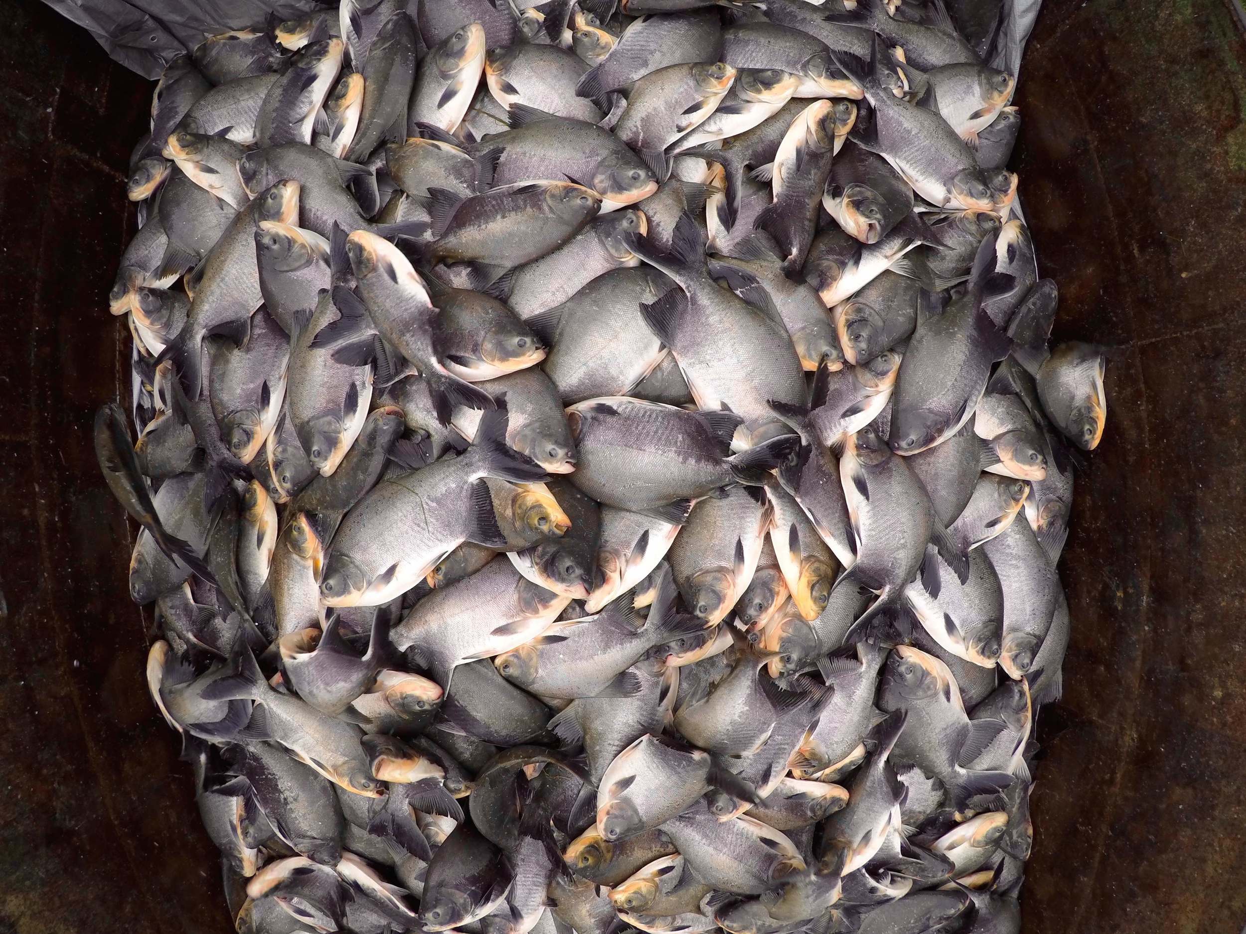 First Full Pond Harvest