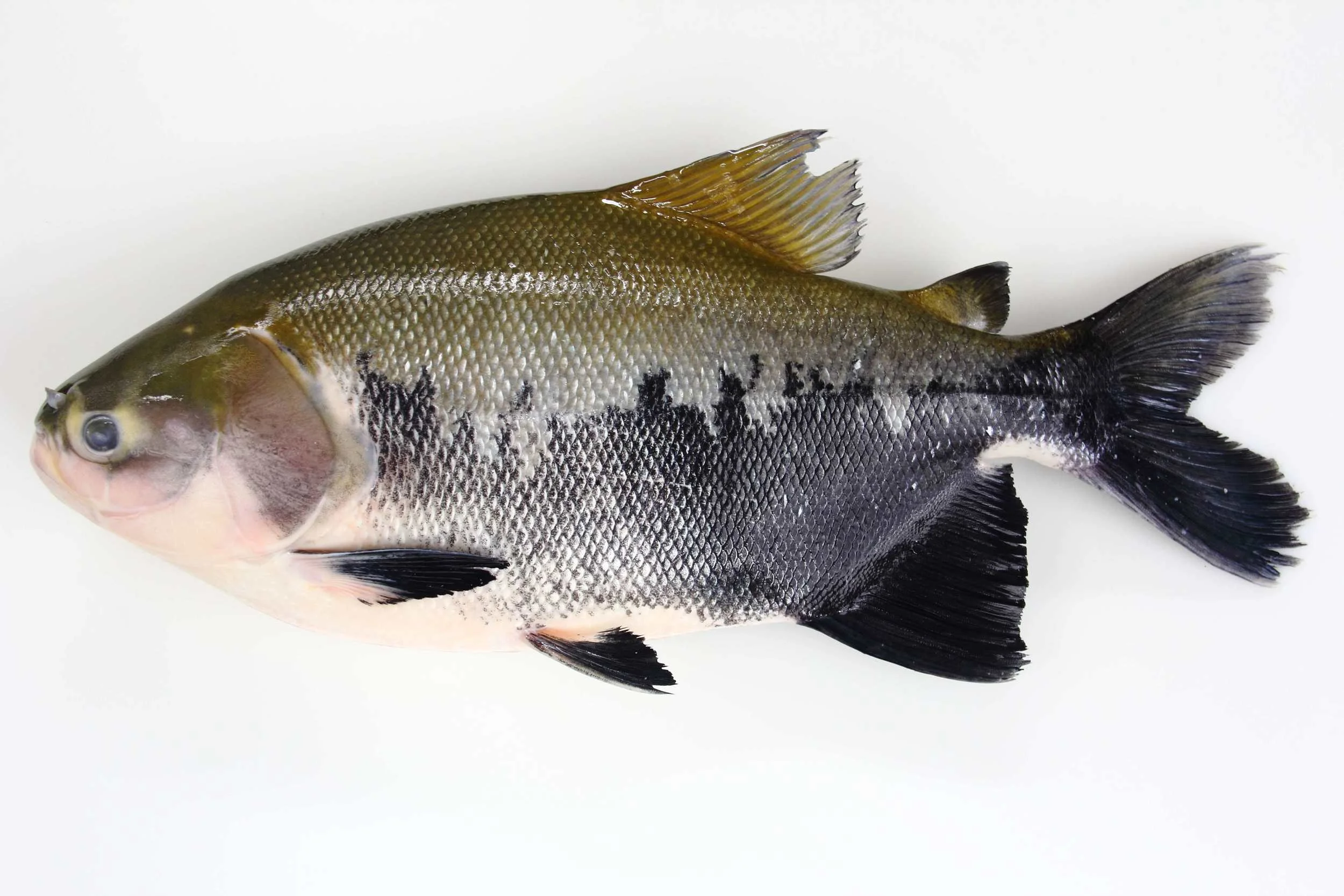 Tambaqui Fresh Whole.jpg