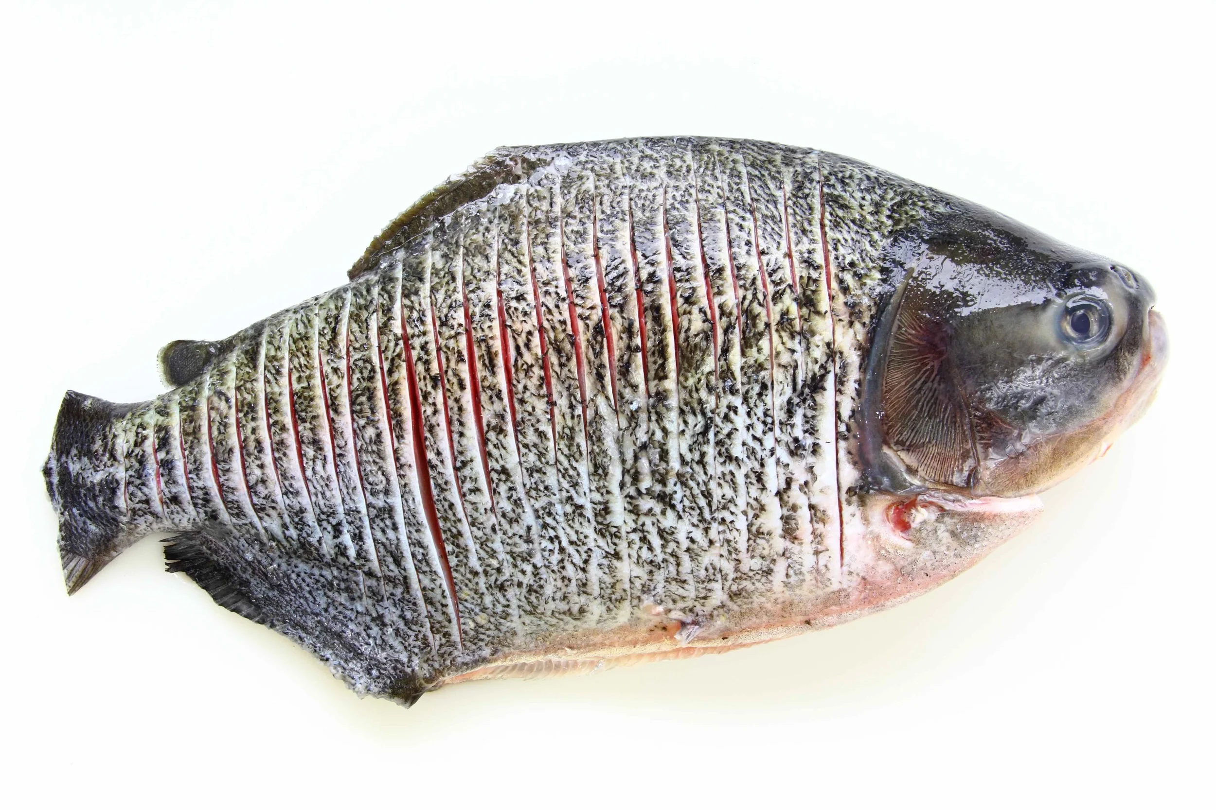 Tambaqui WGGSC.jpg
