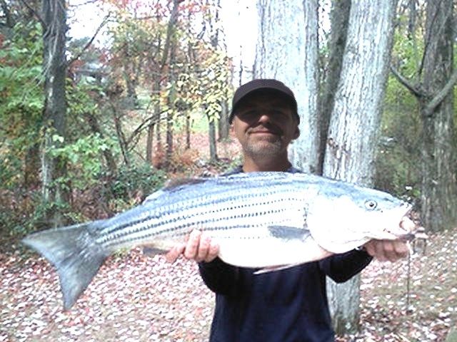 Catching a stripebass.