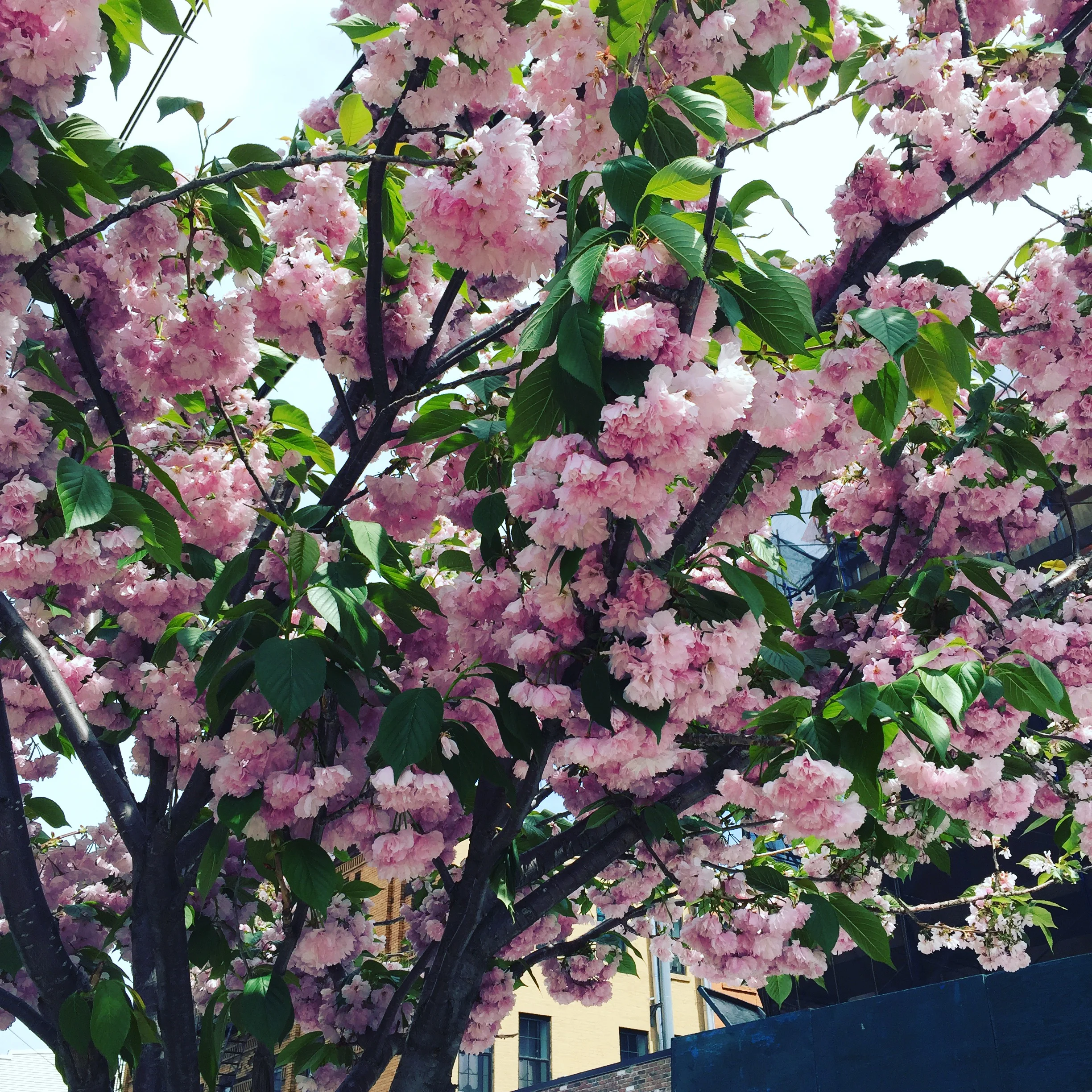 Spring is here!