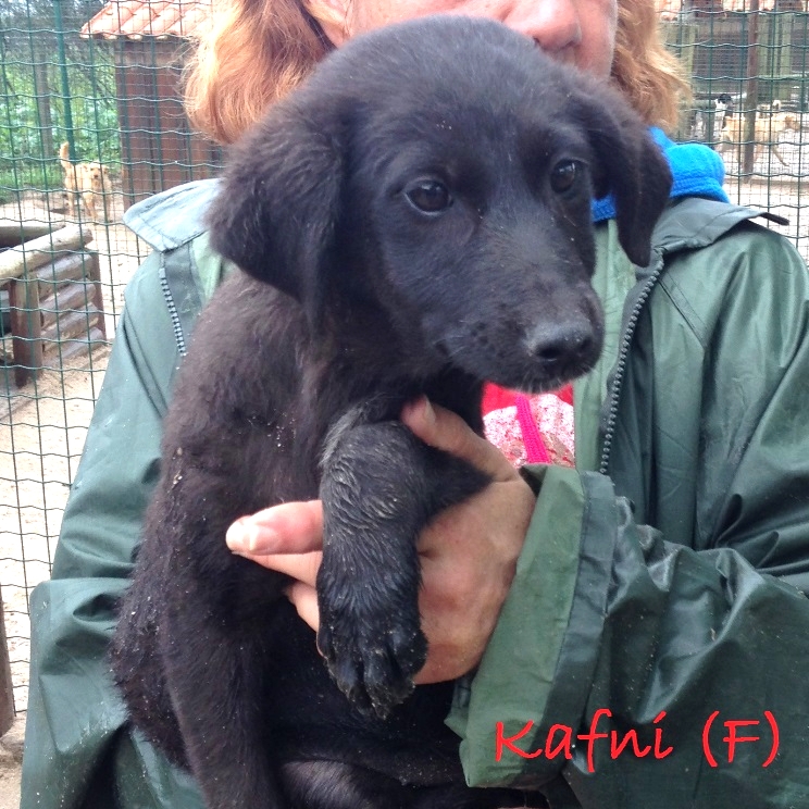 1Puppy-F-Kafni.JPG