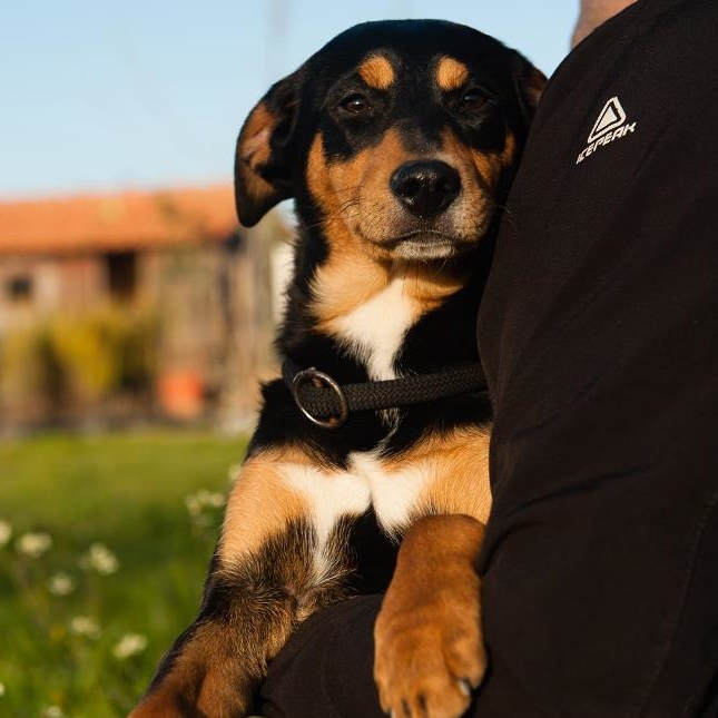 Sancho puppy (1).jpg
