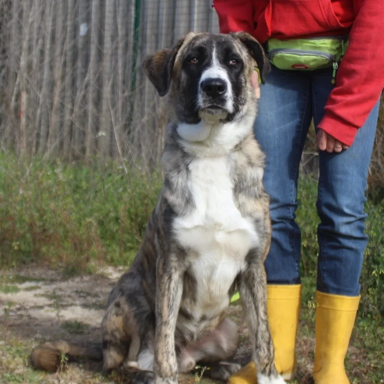 Are Rafeiro Do Alentejos Smart Dogs