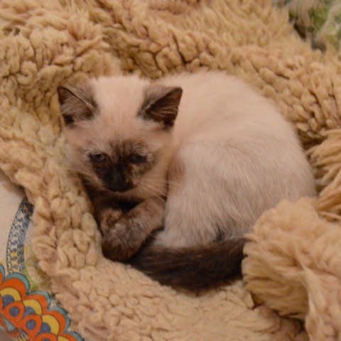 DSC_0782.jpeg