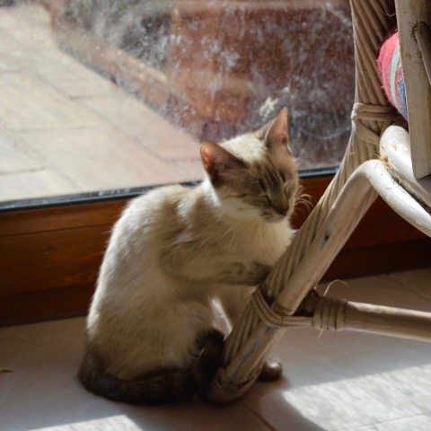 DSC_0090.jpeg