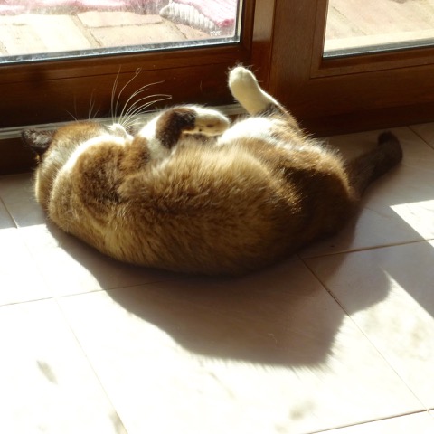 P1130695.jpeg