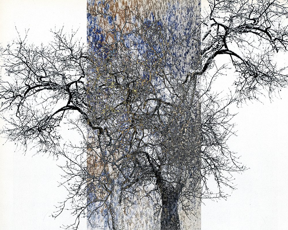 Arboreal_23.jpg