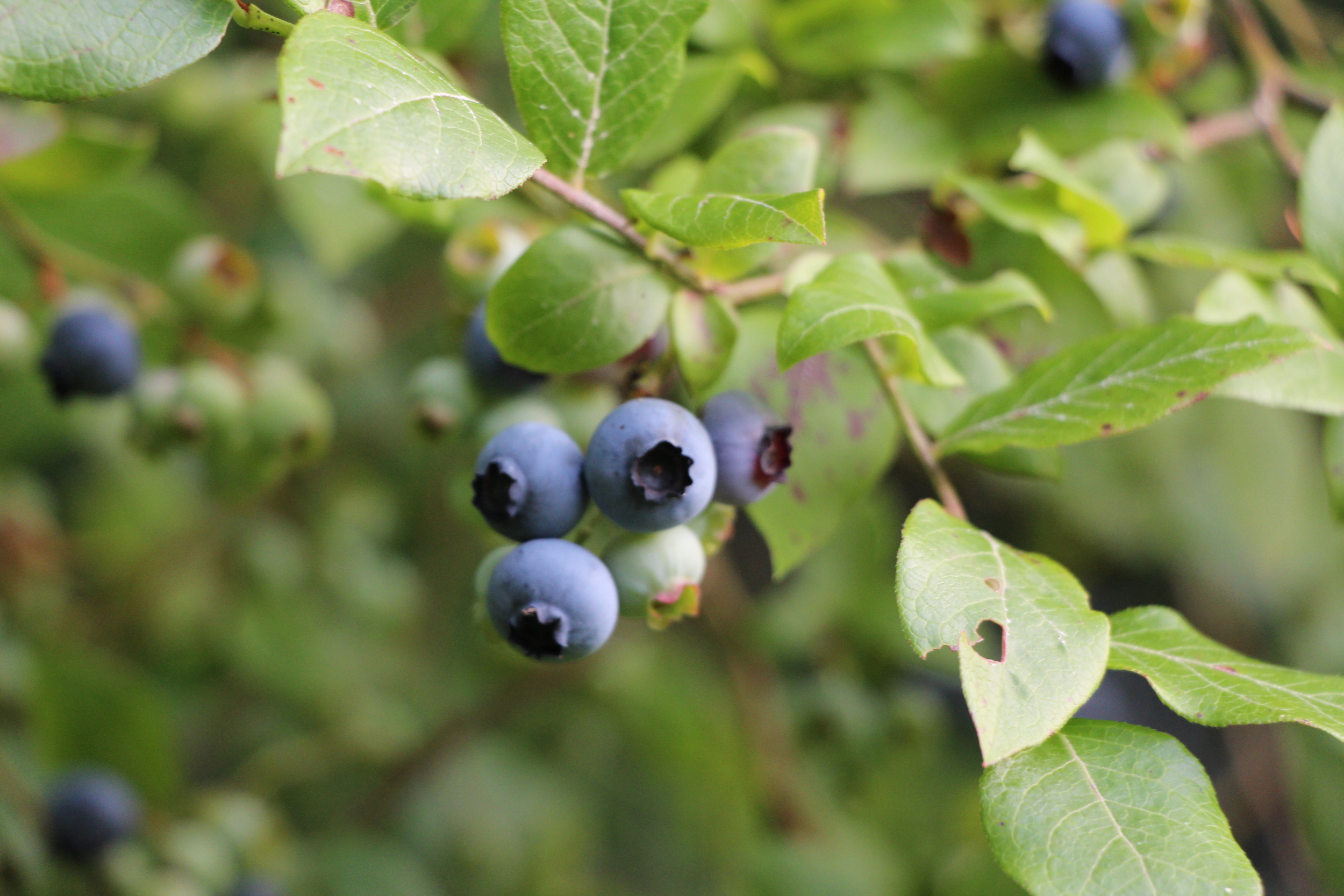 Just waiting to be picked.