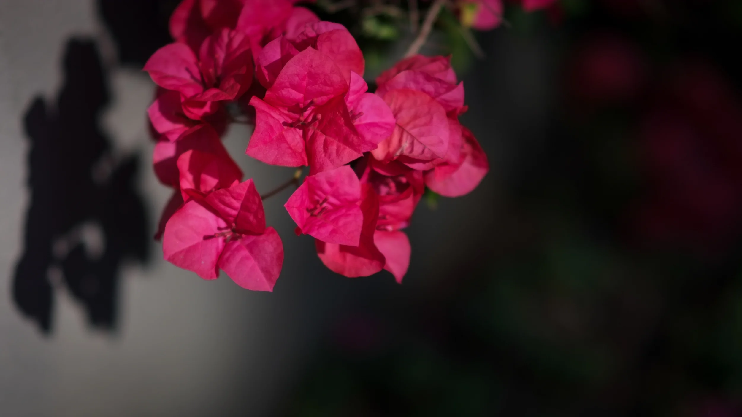 20150405-DSCF4870.jpg