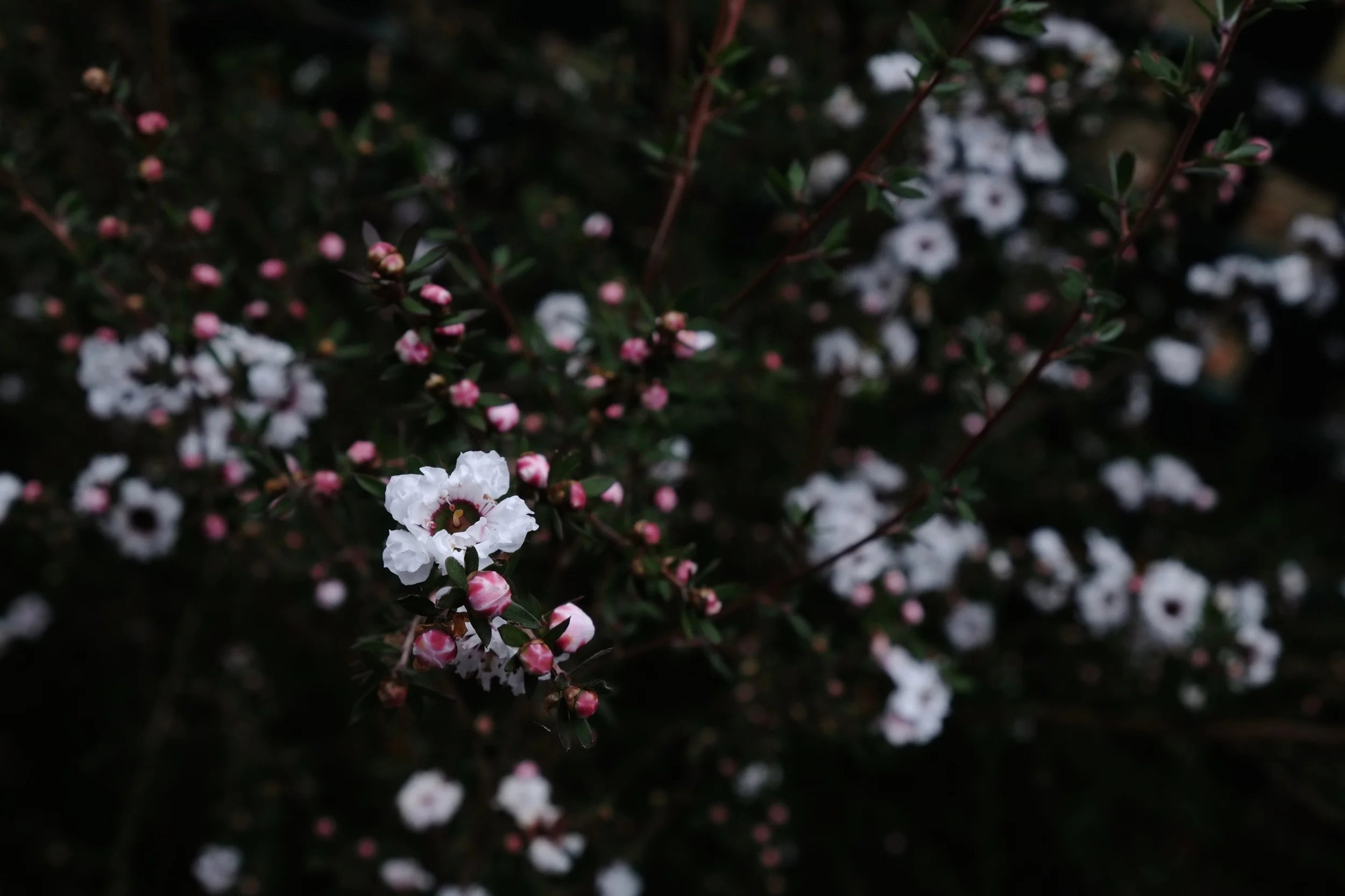 DSCF9679.jpg