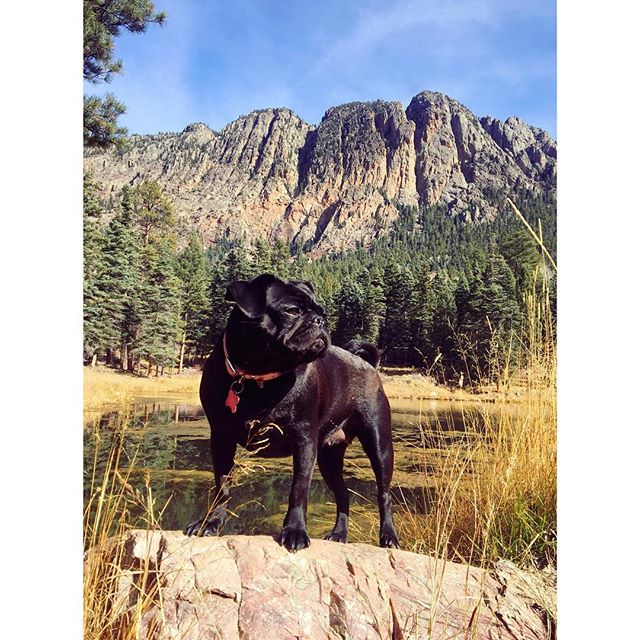 Majestic AF #scoutpup #scouting #adventurepug