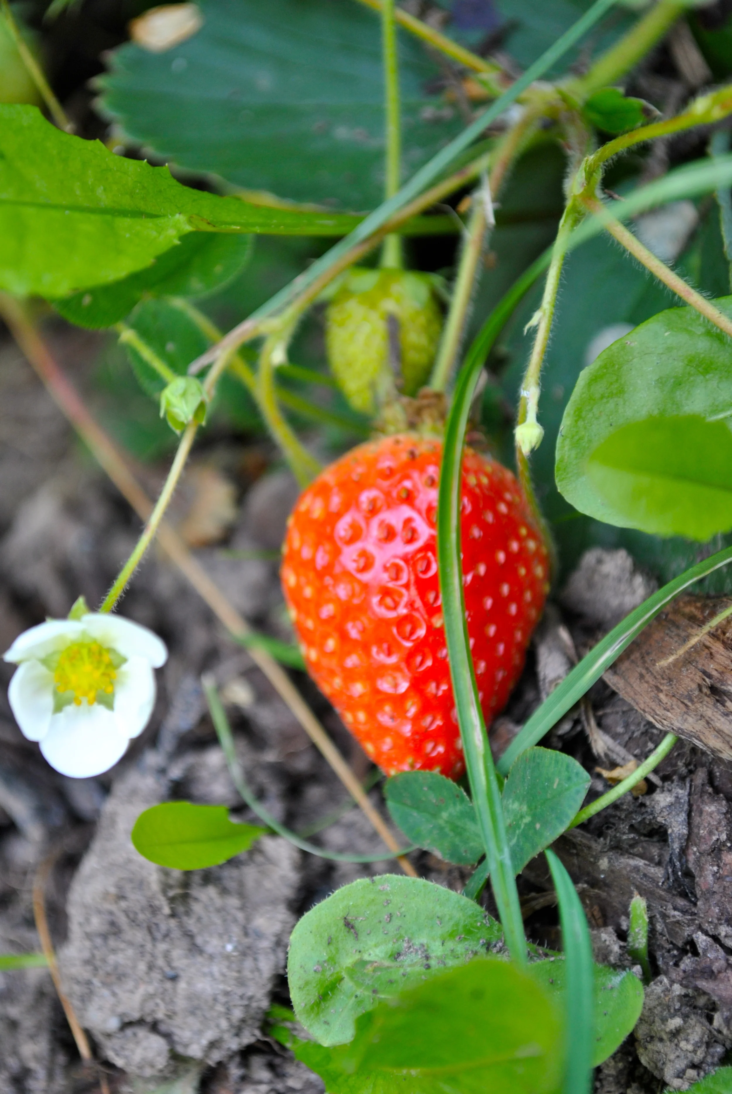 Nachzügler Erdbeeren