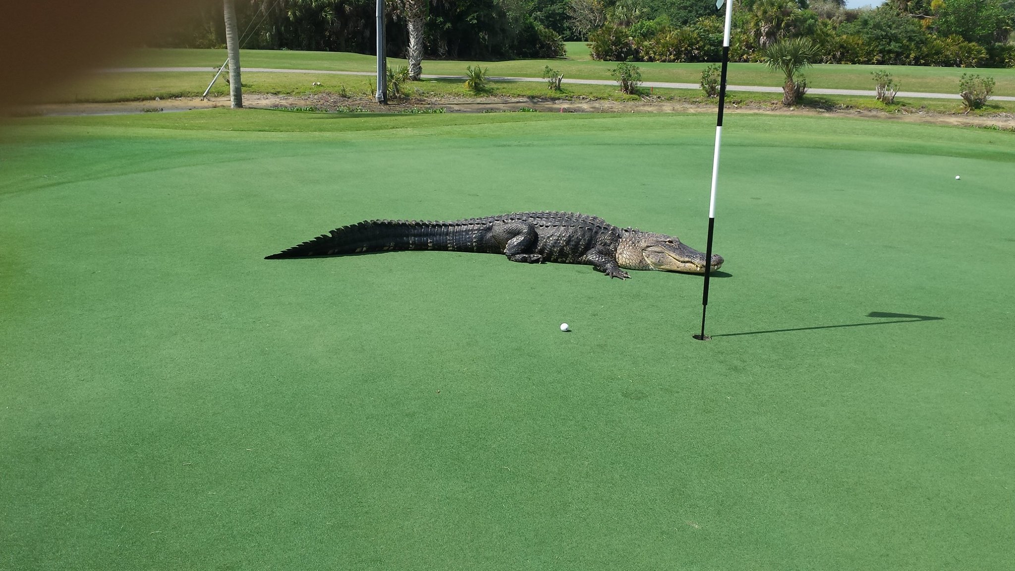 Myakka Pines Golf Club/Facebook