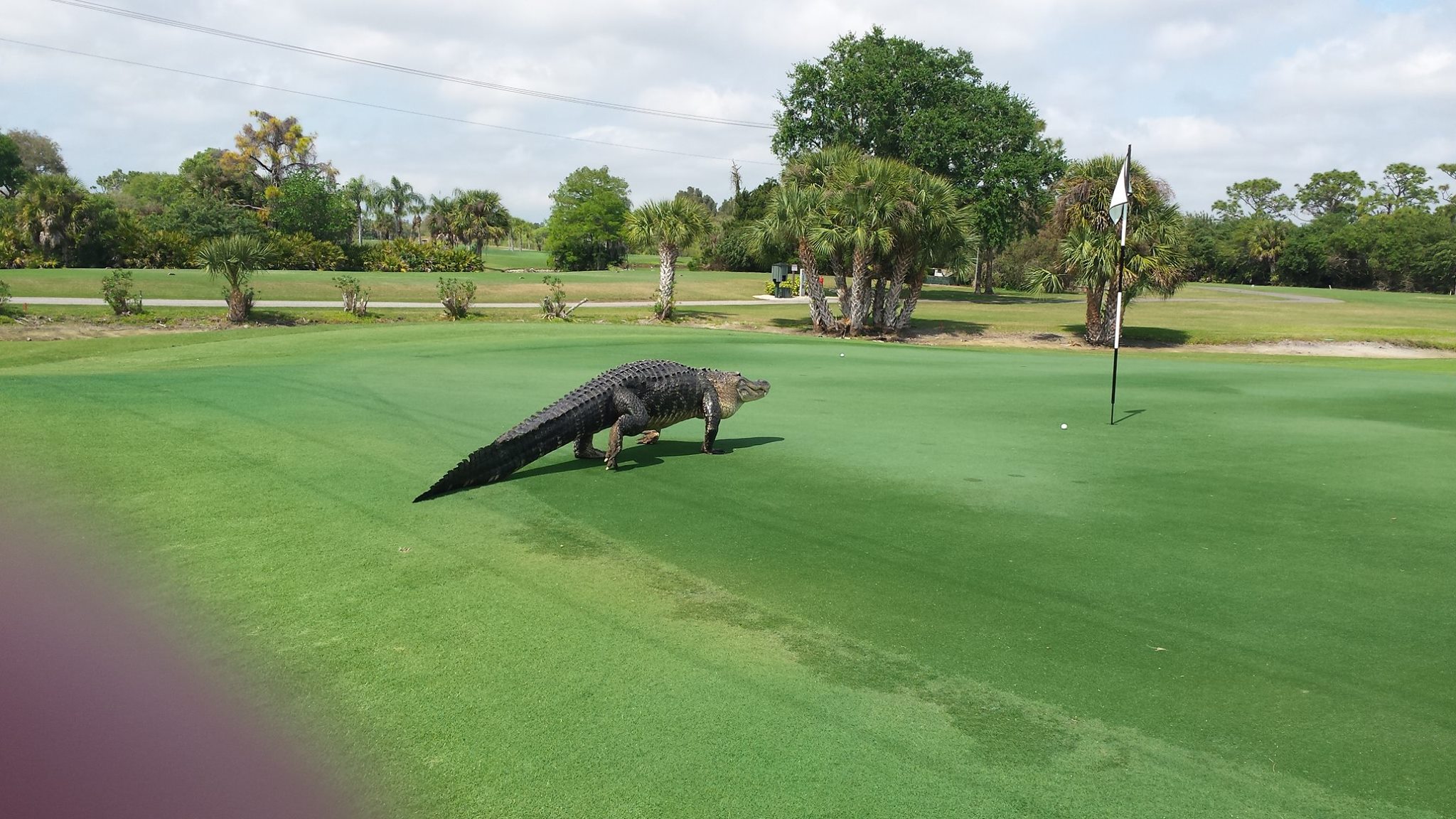 Myakka Pines Golf Club/Facebook