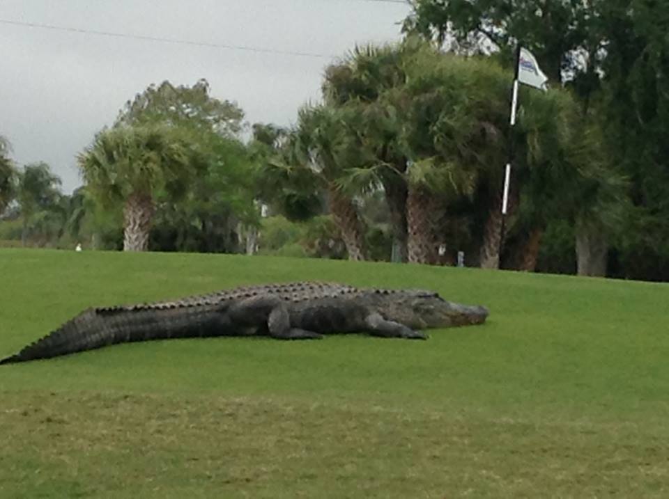 Myakka Pines Golf Club/Facebook