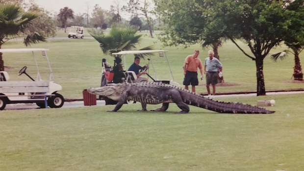 "Big George"/Myakka Pines Golf Club