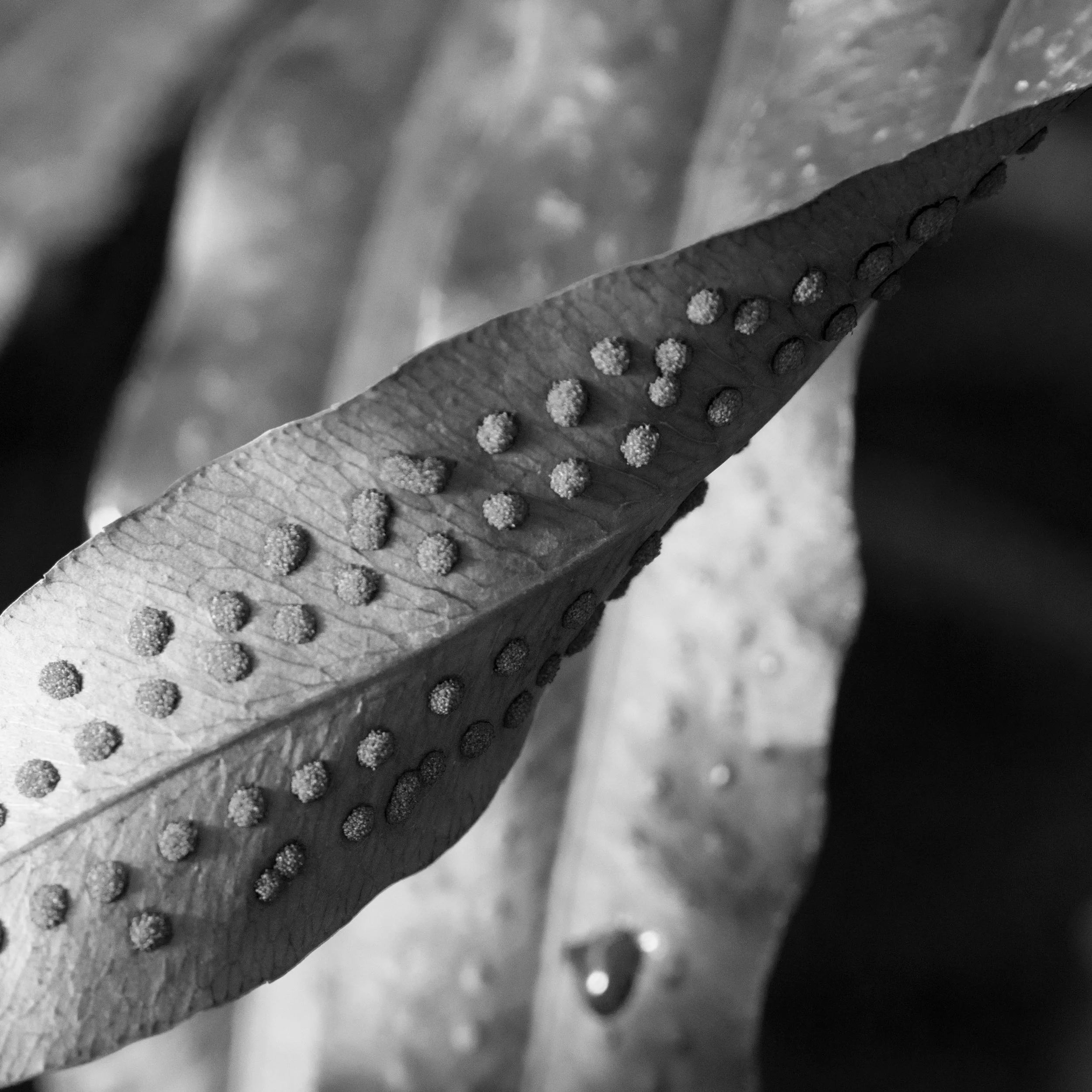 _DSC9296.jpg