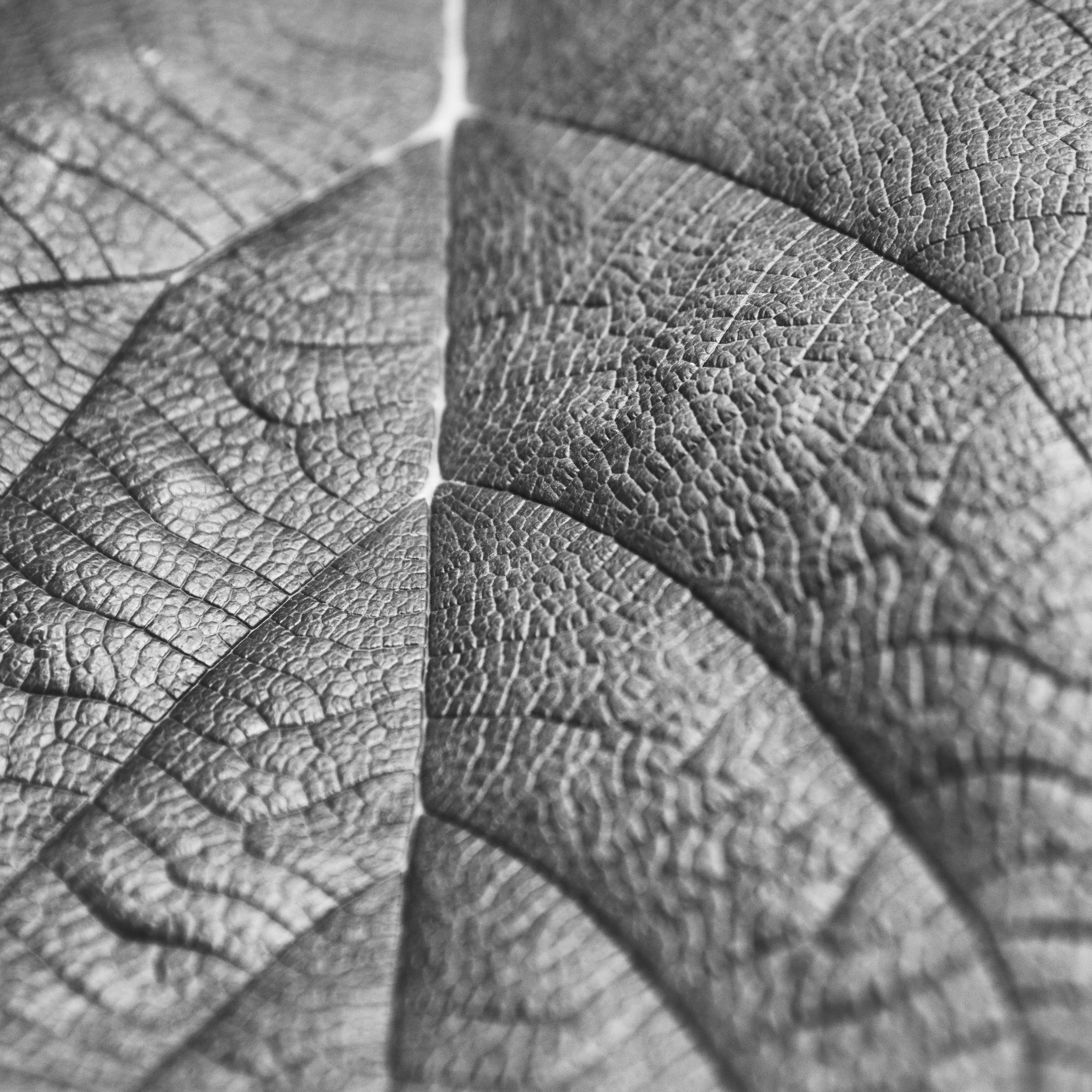 B&W4.jpg