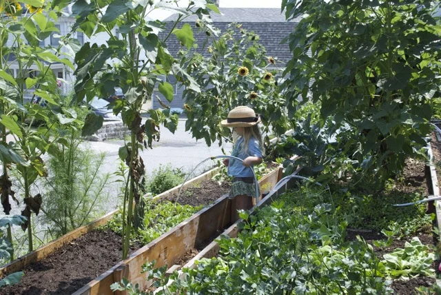 Backyard Gardens Backyard Growers