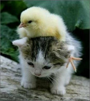 Adorable kitten not included ; )