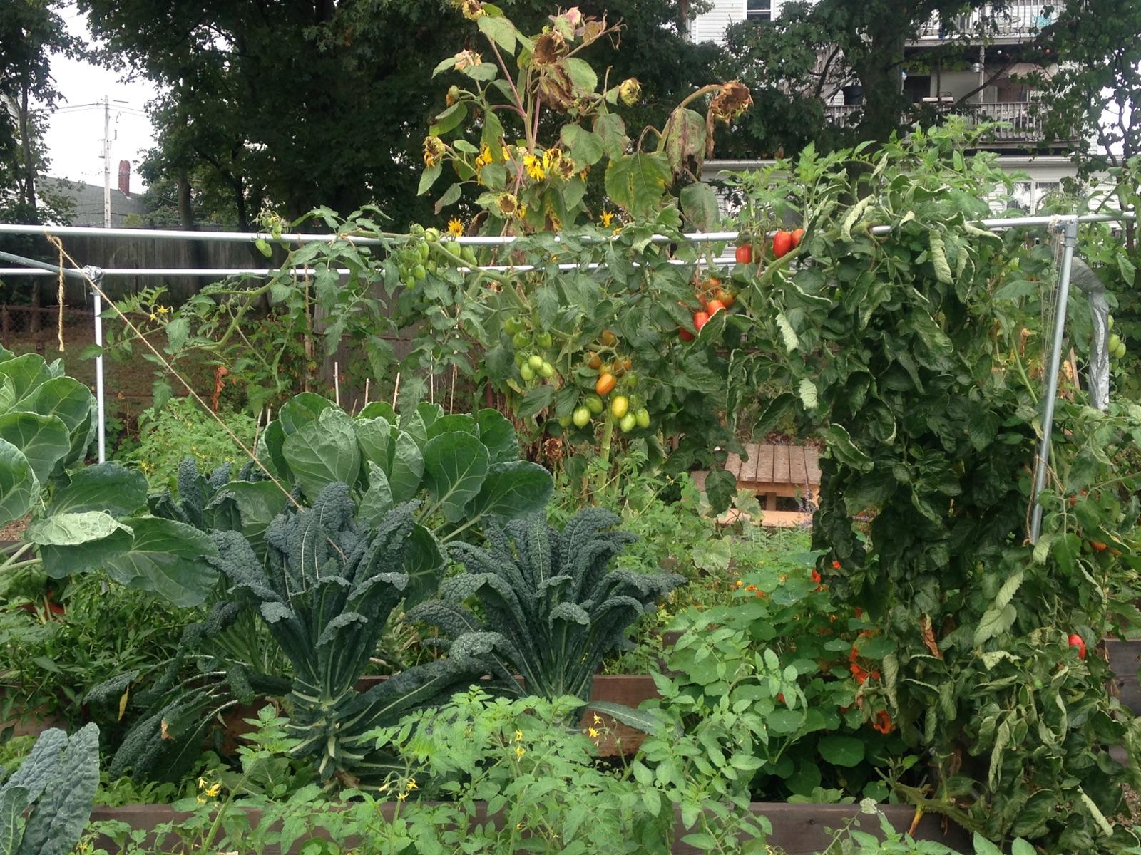 Garden Beds in Abundance at Burnham's Community Garden