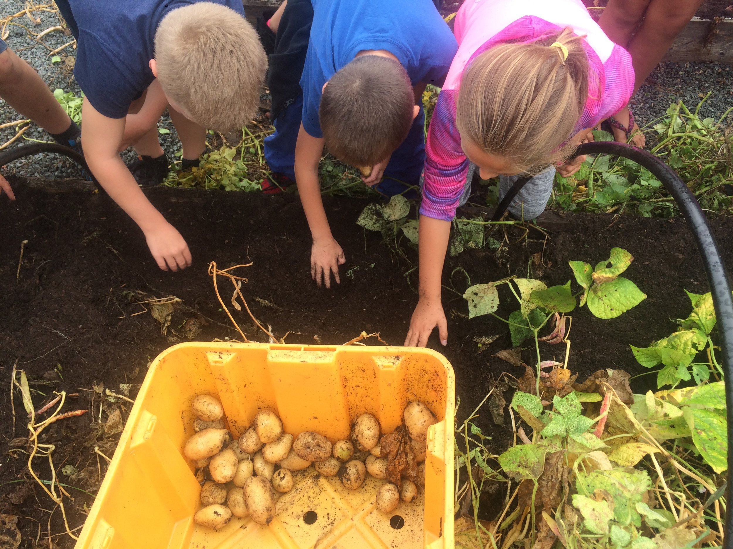 Fall Harvest Days Potato Harvesting.jpeg