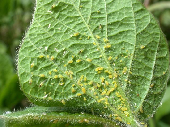 aphids2.jpeg