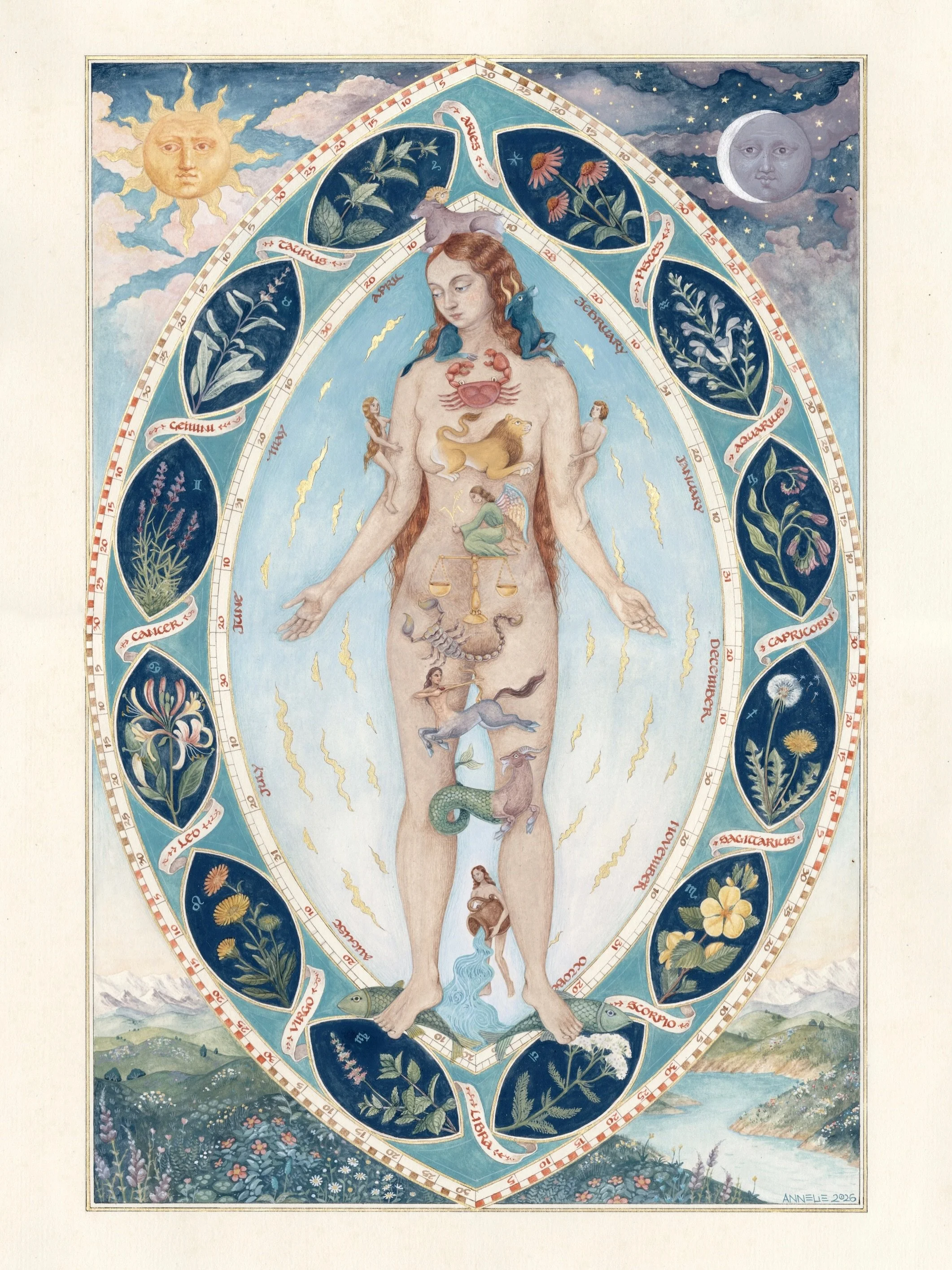 This commission (after my earlier work, Signorum) shows the twelve signs of the zodiac associated with parts of the human body according to medical astrology, as well as twelve corresponding herbs 🌿 
Also based on and illustration from Les Tr&egrave