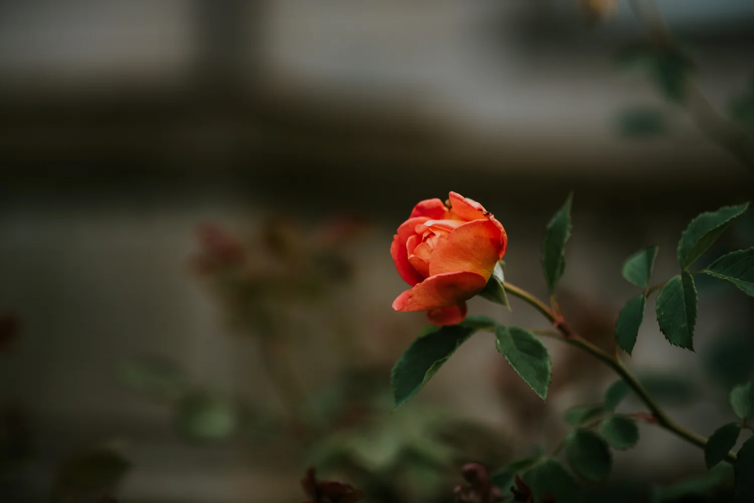 DSC_2020.jpg