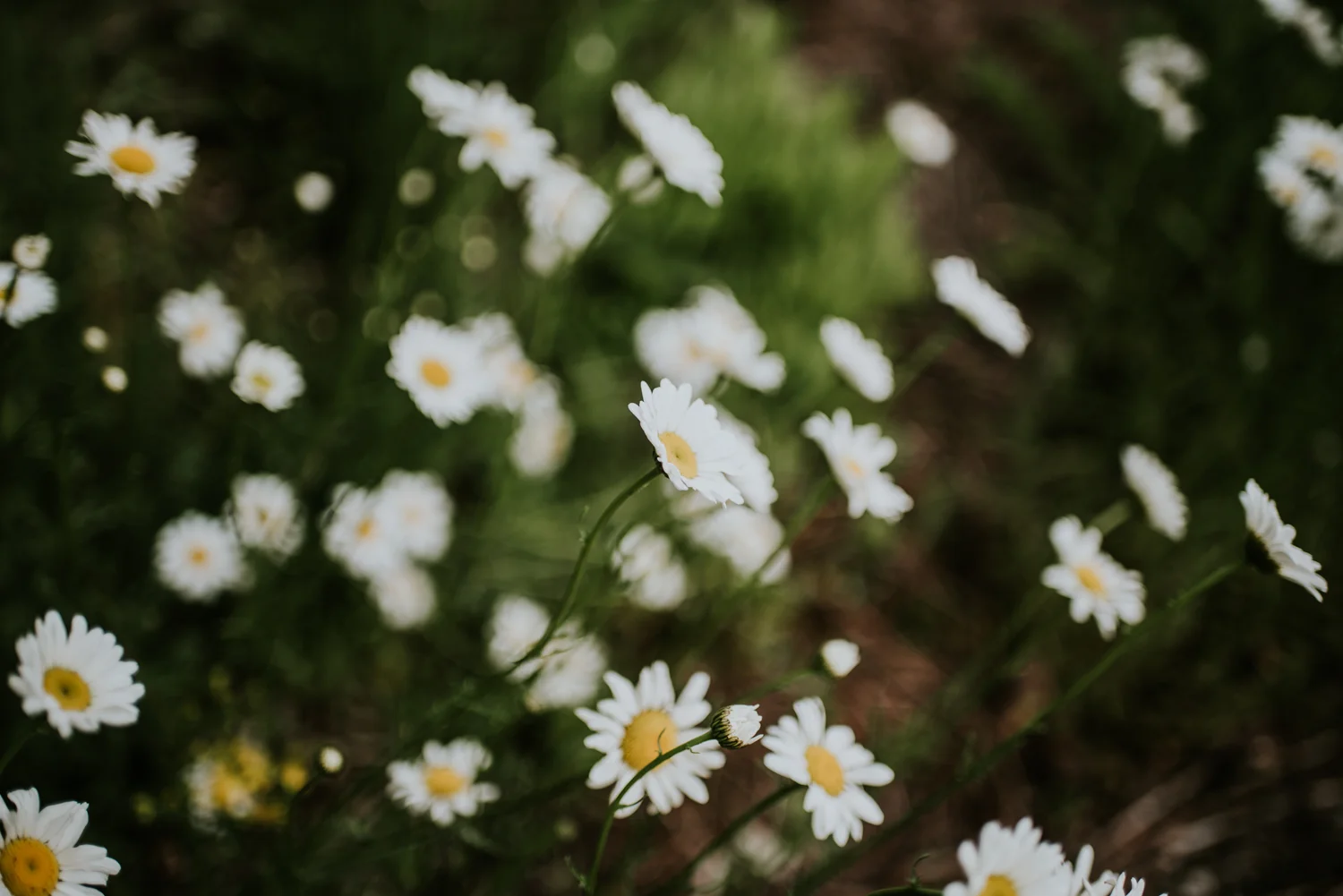 DSC_7070.jpg