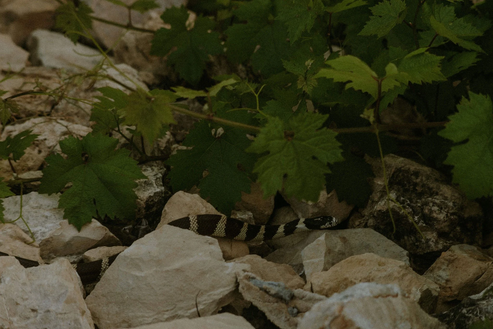 DSC_9330.jpg