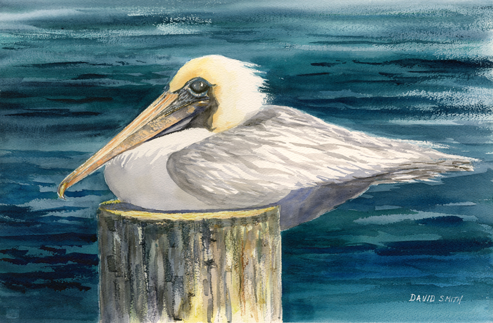 "Posing Pelican" - Original Sold - Available As A Print