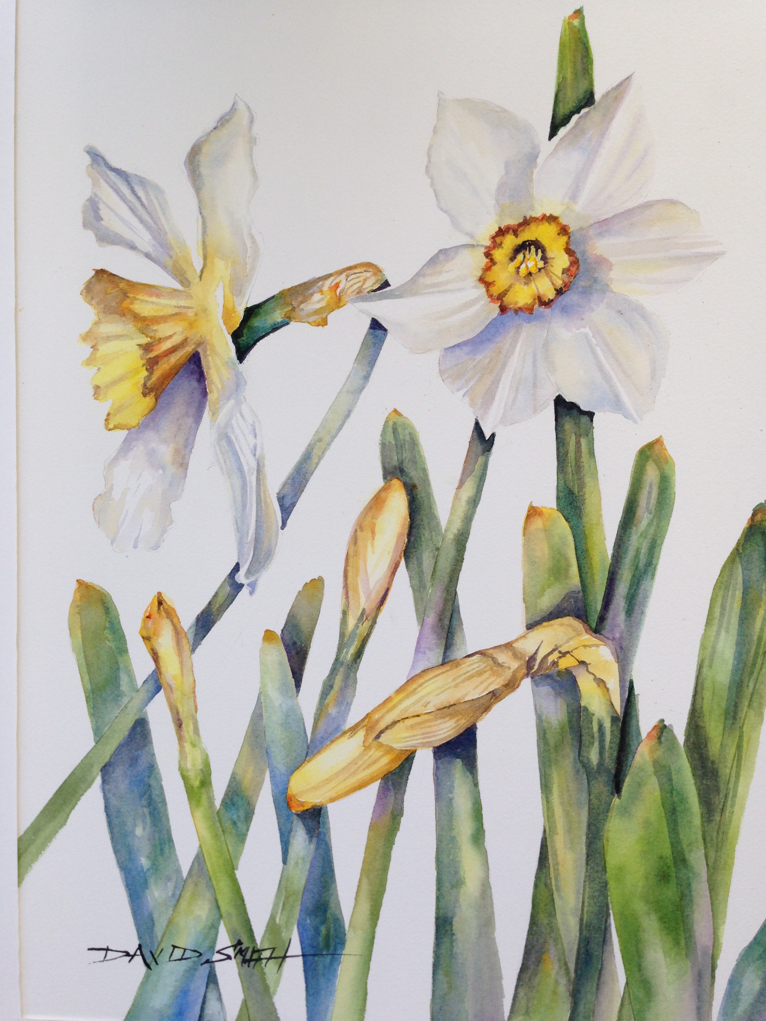 "Daffy" - Sold - Prints Available