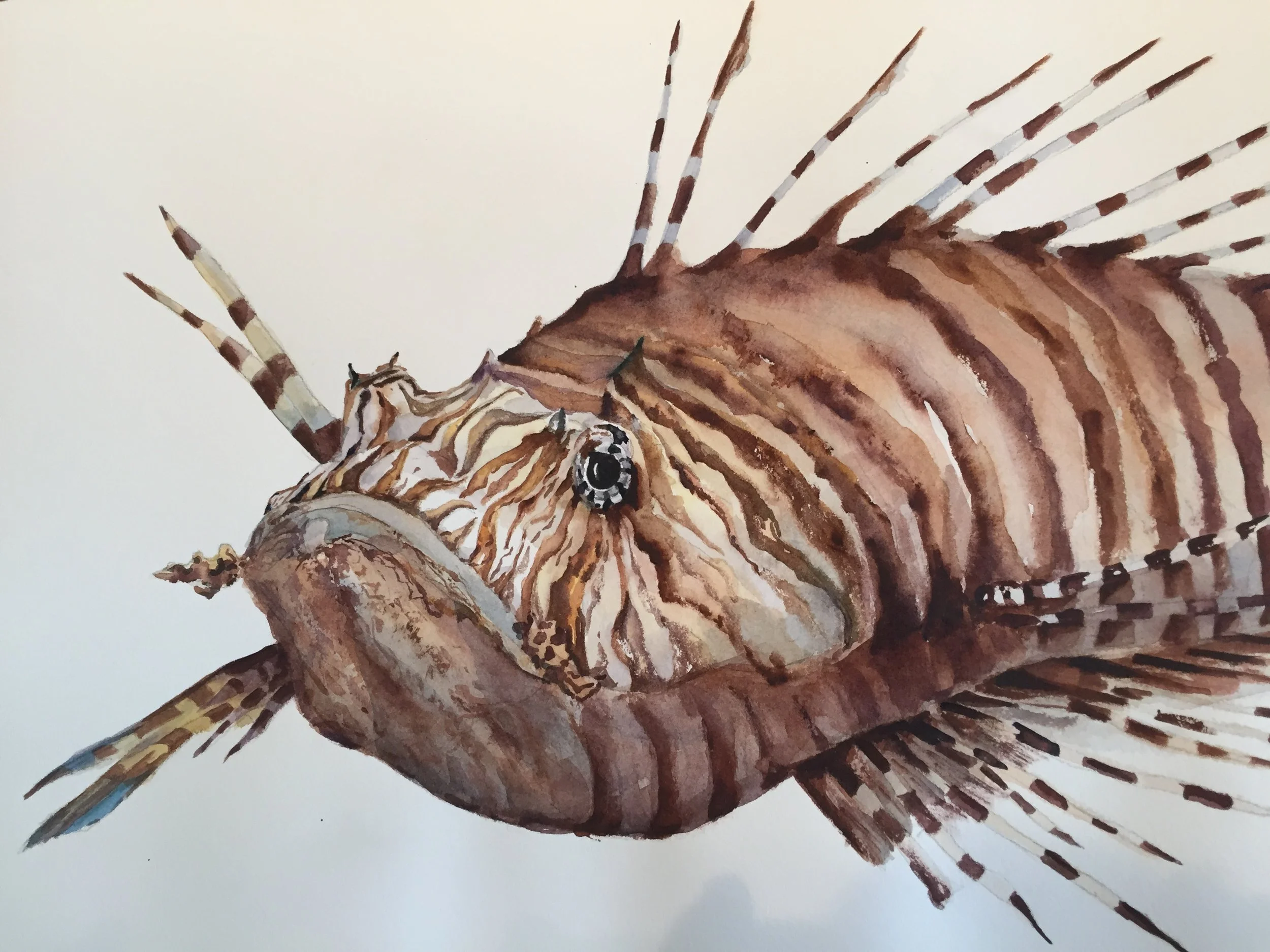 "Lionfish"