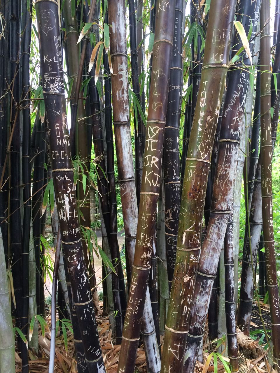 Bamboo at Botanical Gardens.jpg