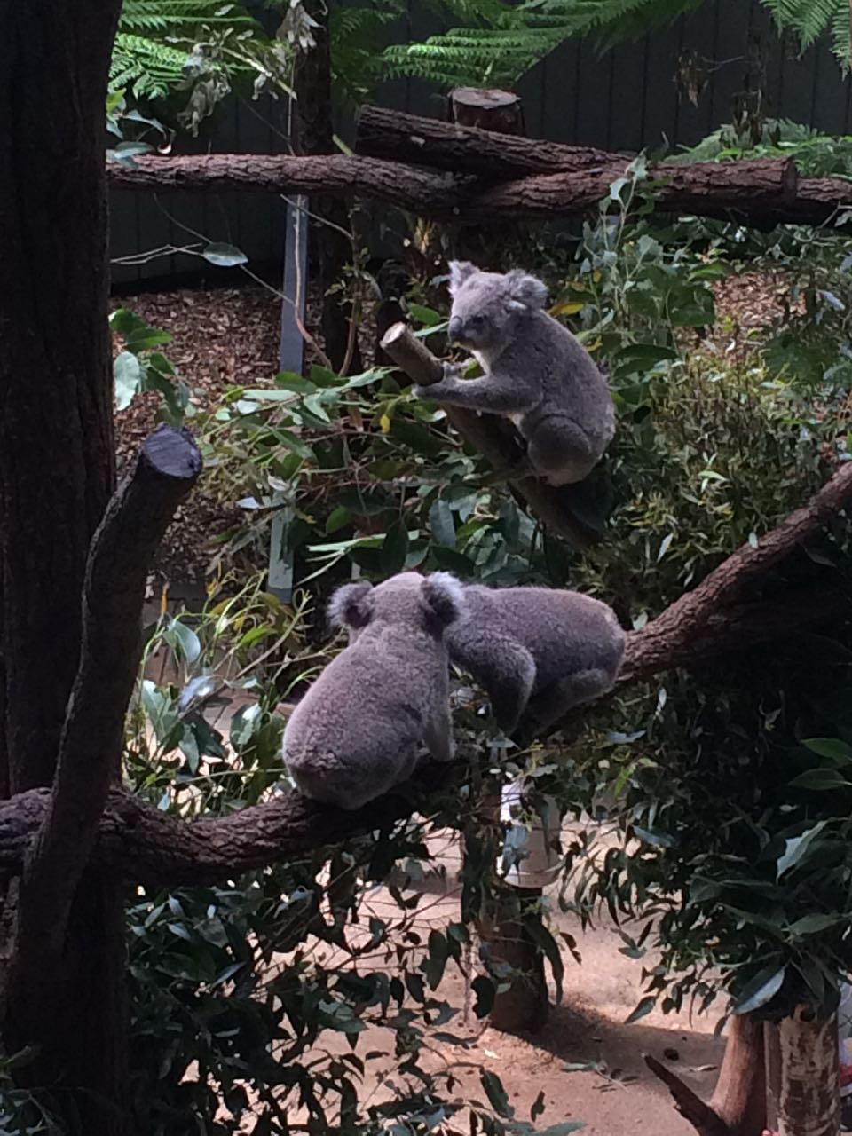 Taronga Koalas.jpg