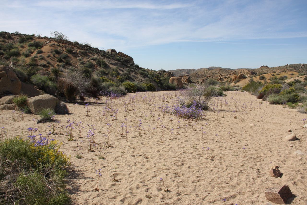 Purple Flower Sand Meadow Joshua Tree.jpg