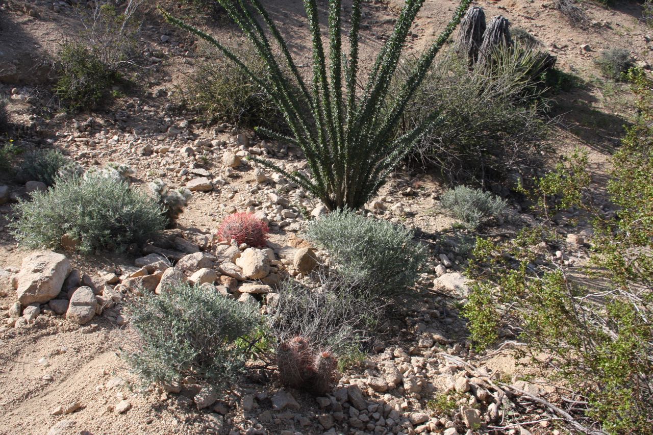 Joshua Tree cacti.jpg