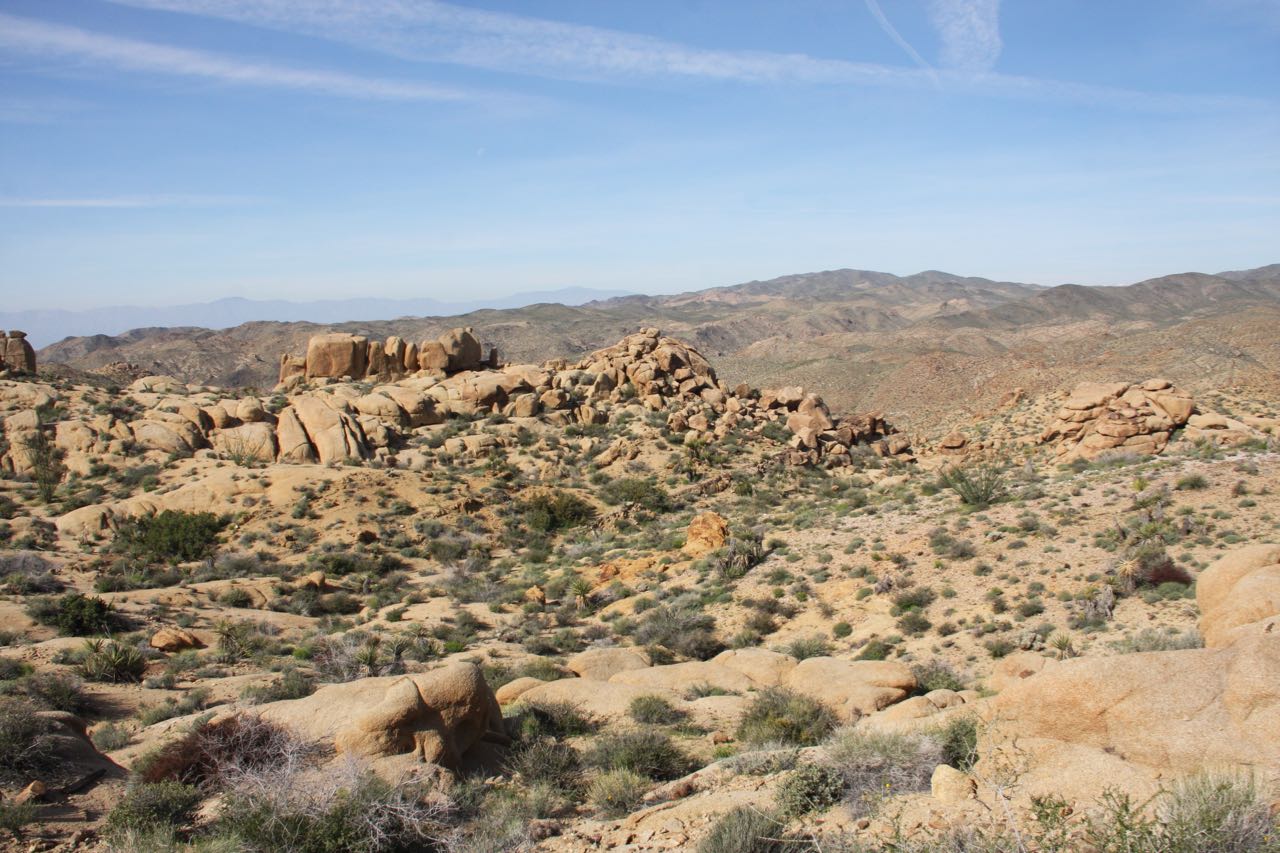Desert Expanse Joshua Tree