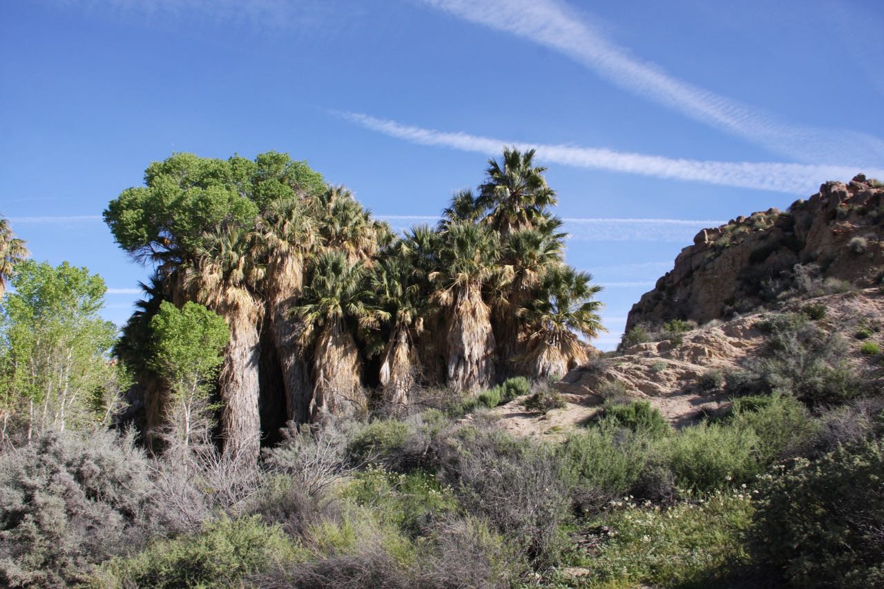desert Oasis