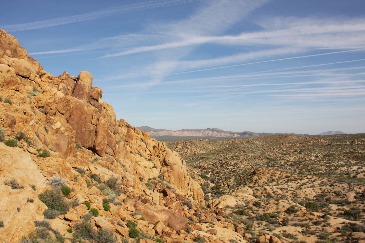 Desert Hillside Joshua Tree