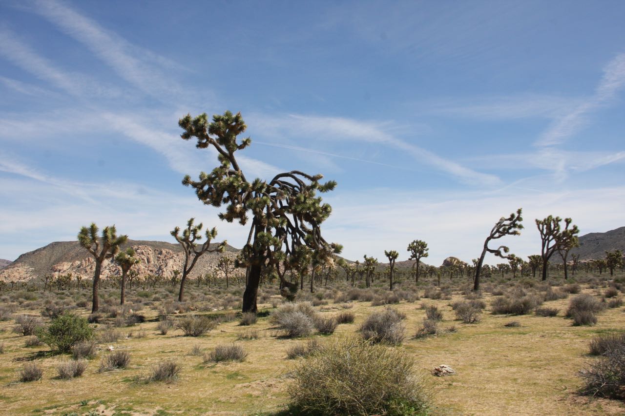 Joshua Trees Bent