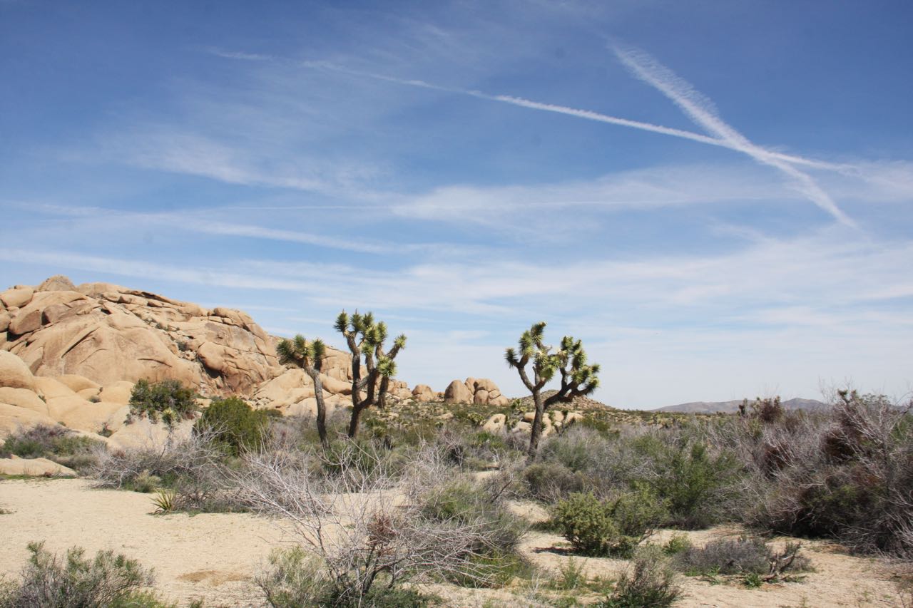 Two Joshua Trees