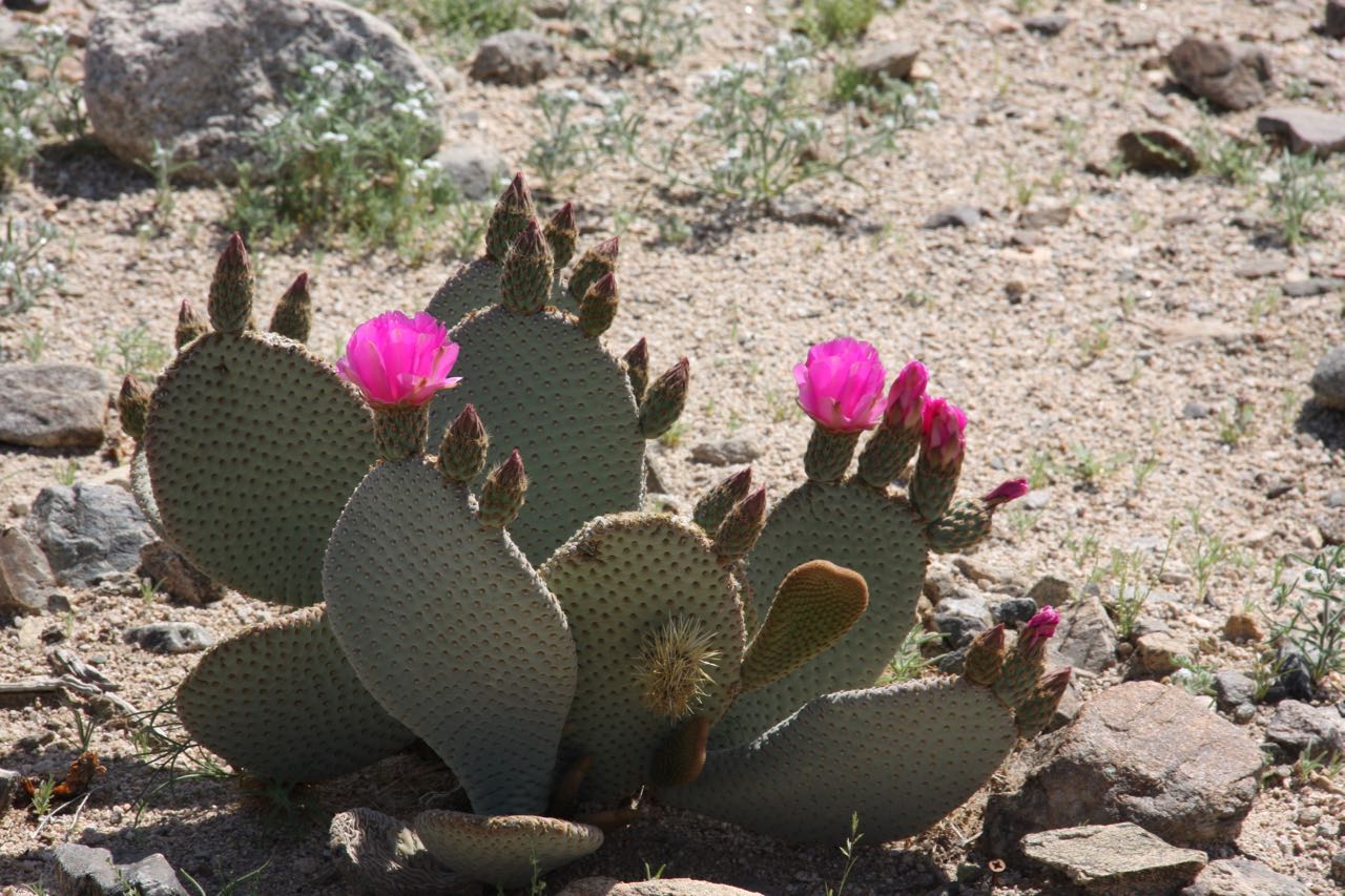 Pink Flowered Cactus