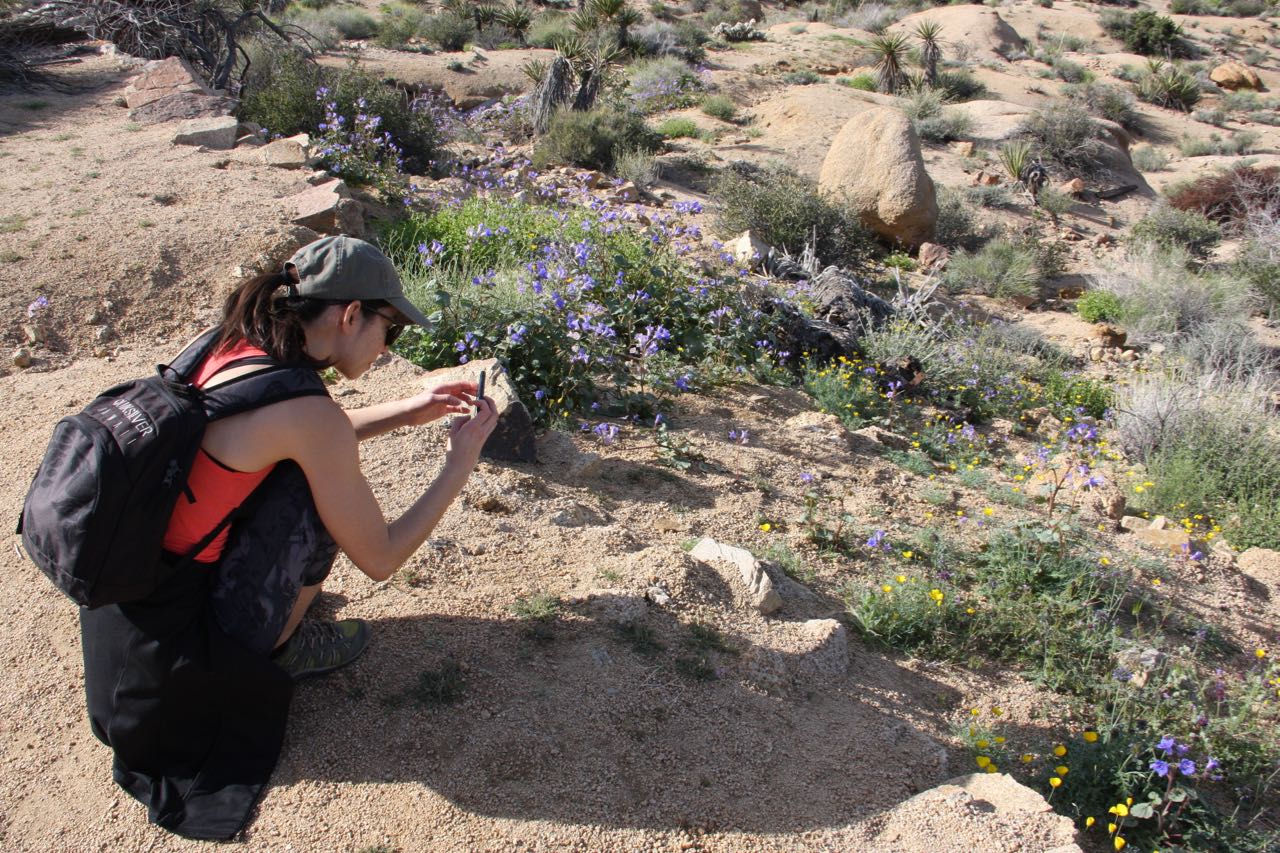Chelsea takes pictures of flowers.jpg